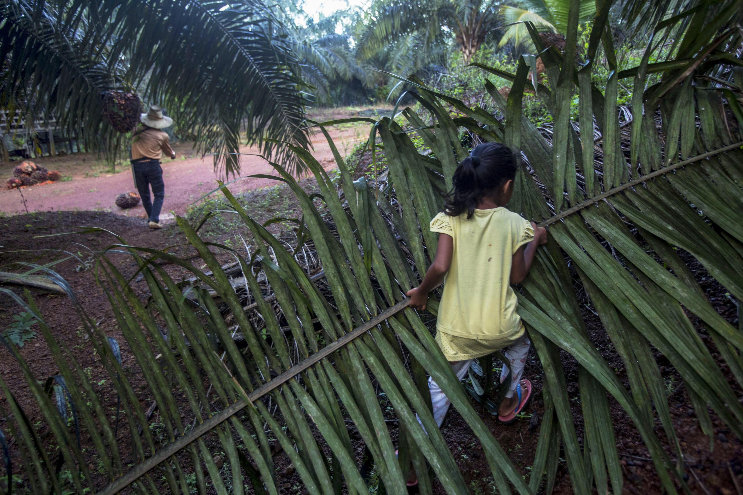 Una niña ayuda a sus padres en una plantación de aceite de palma en Sabah, Malasia, el lunes 10 de diciembre de 2018.