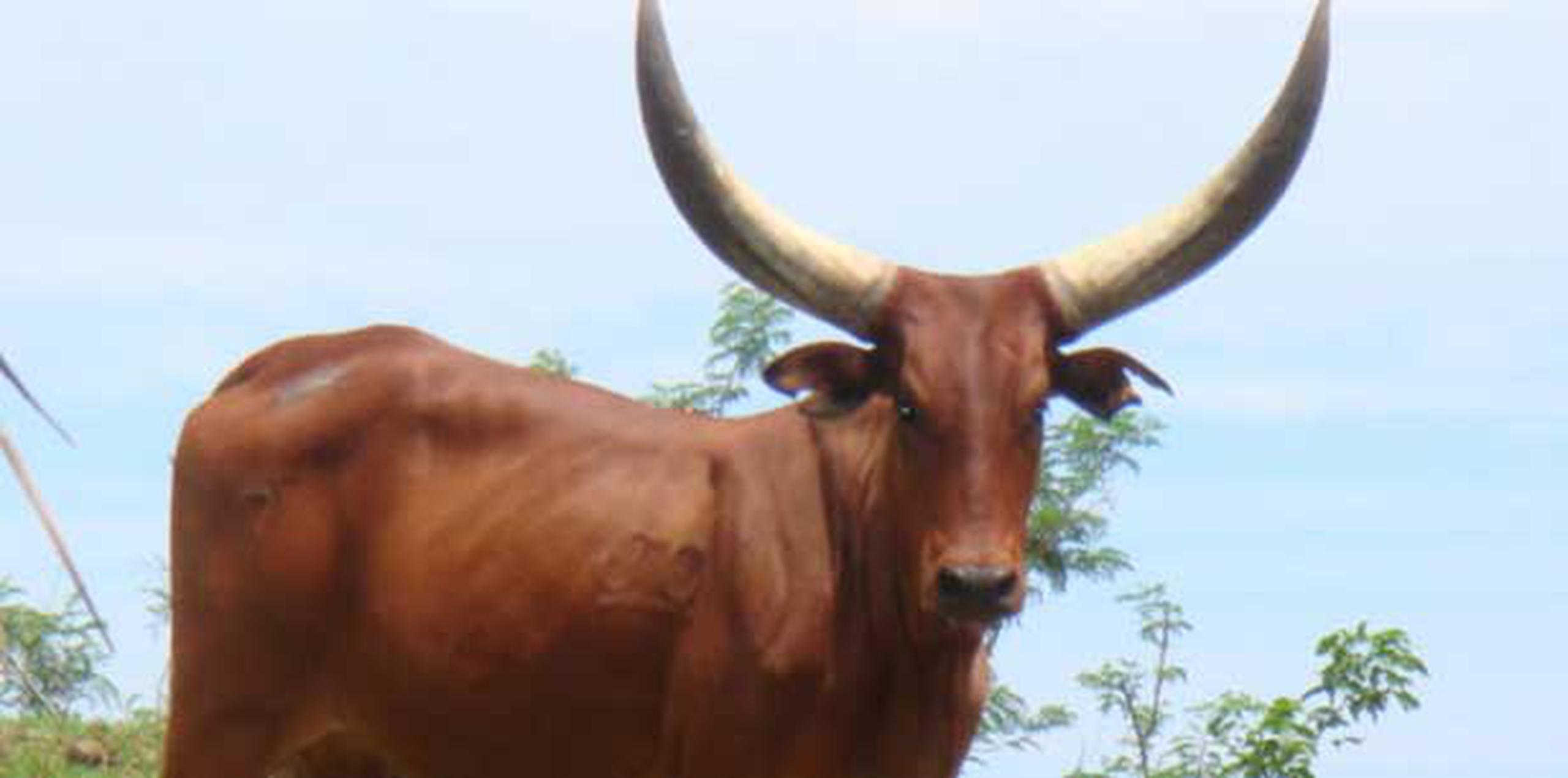 Exhibirán animales exóticos en feria agrícola del Valle de Lajas