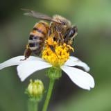 Una nueva especie de abeja solitaria y polinizadora es descubierta en Brasil