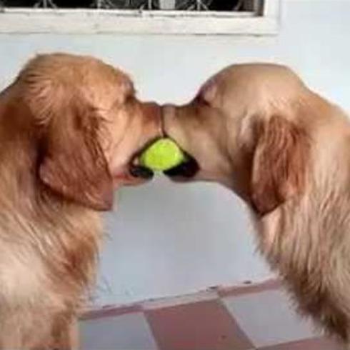¿Qué pasa cuando dos perros se pelean por una bola? 