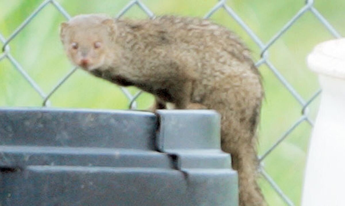 Alertan sobre peligro de mordeduras de mangostas Primera Hora