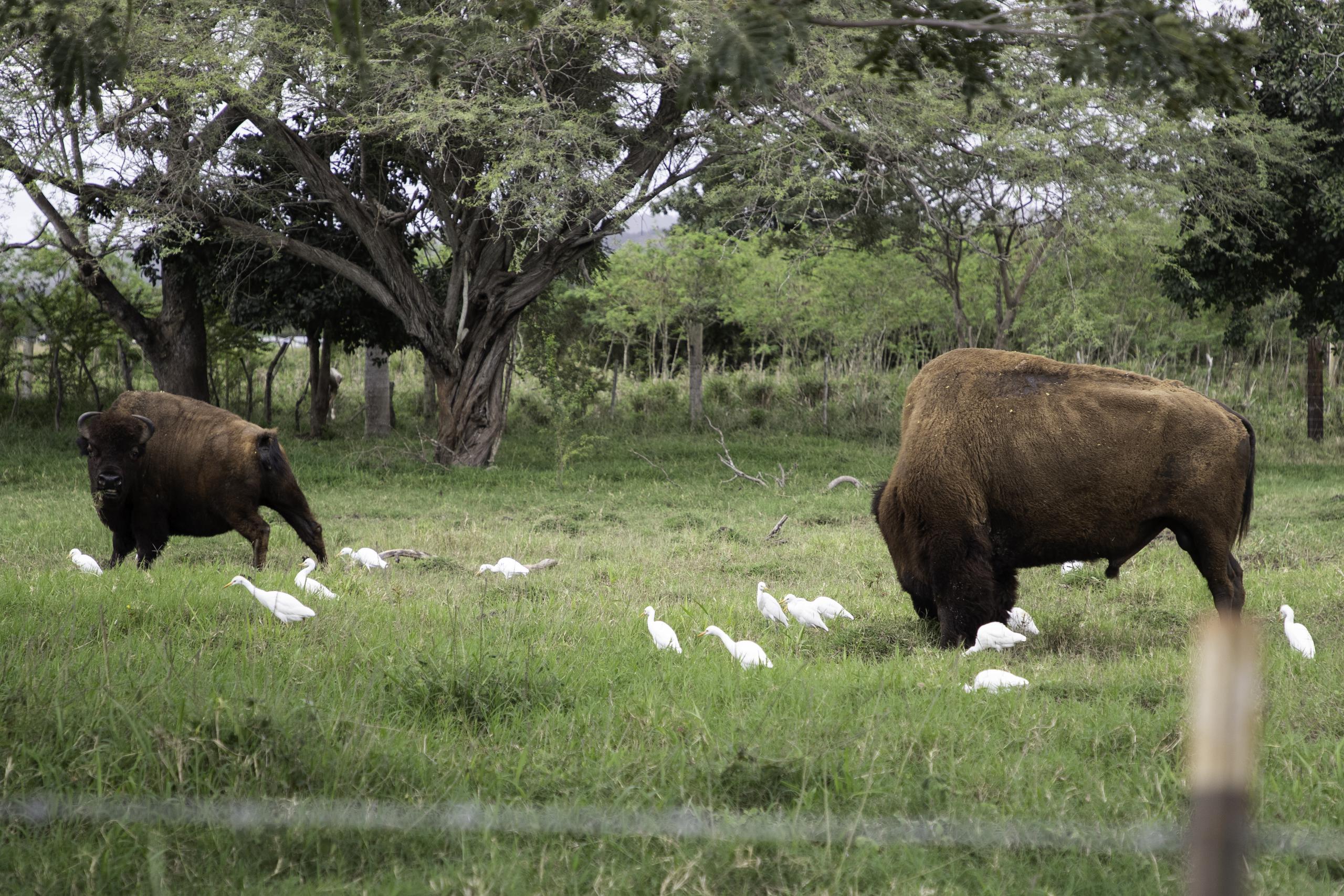 En el Safari sobre ruedas, las familias pueden apreciar animales de finca y exóticos, como estos bisontes.