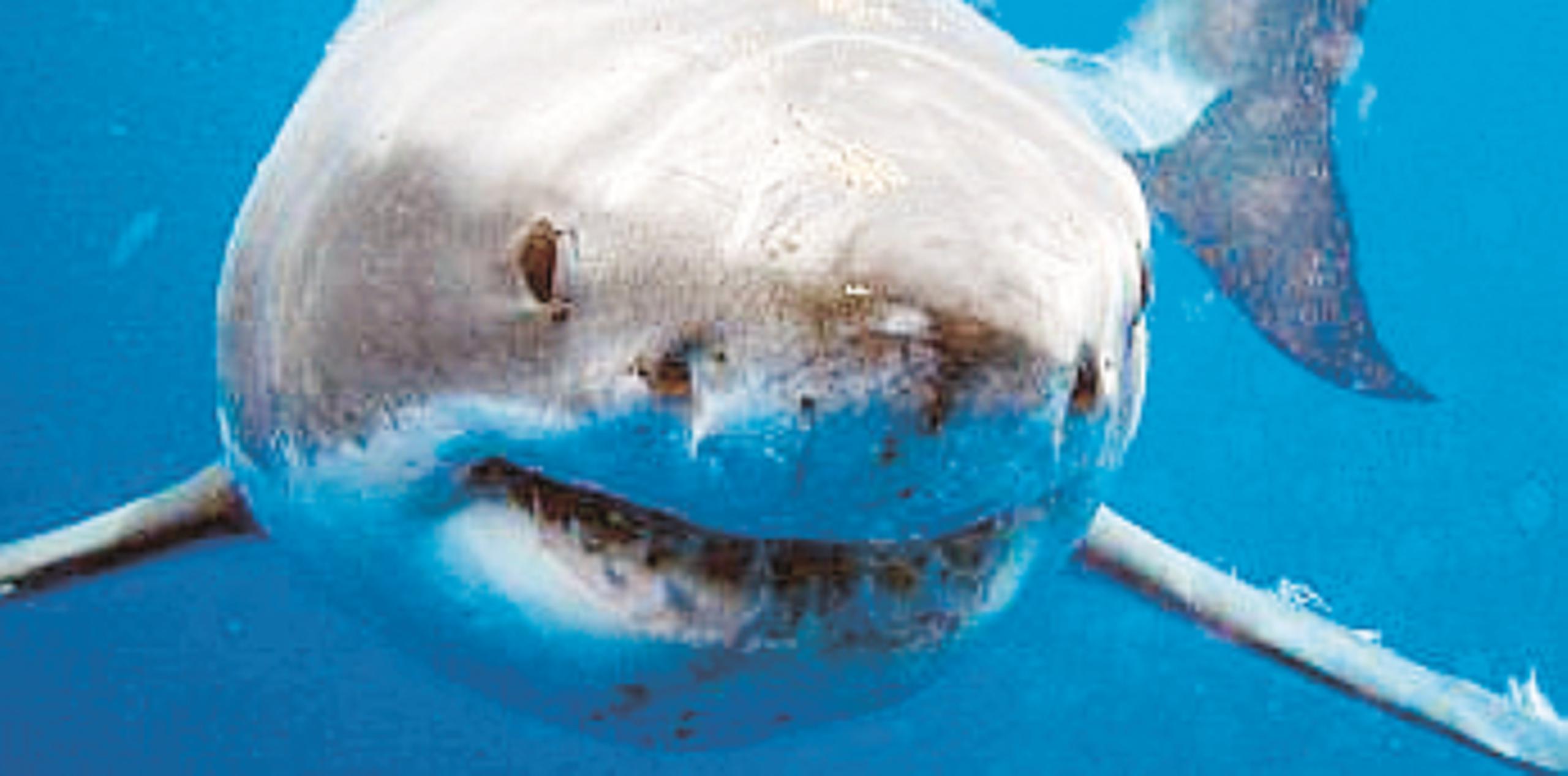Los ataques de tiburón son comunes en Australia, donde habitan unas 180 especies de escualos. (Archivo)