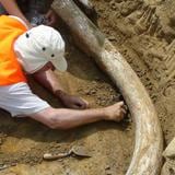 Hallan costillas de mamut de hace un millón de años en Cataluña