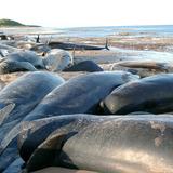 Matanza de 1,428 delfines reaviva debate en las islas Feroe