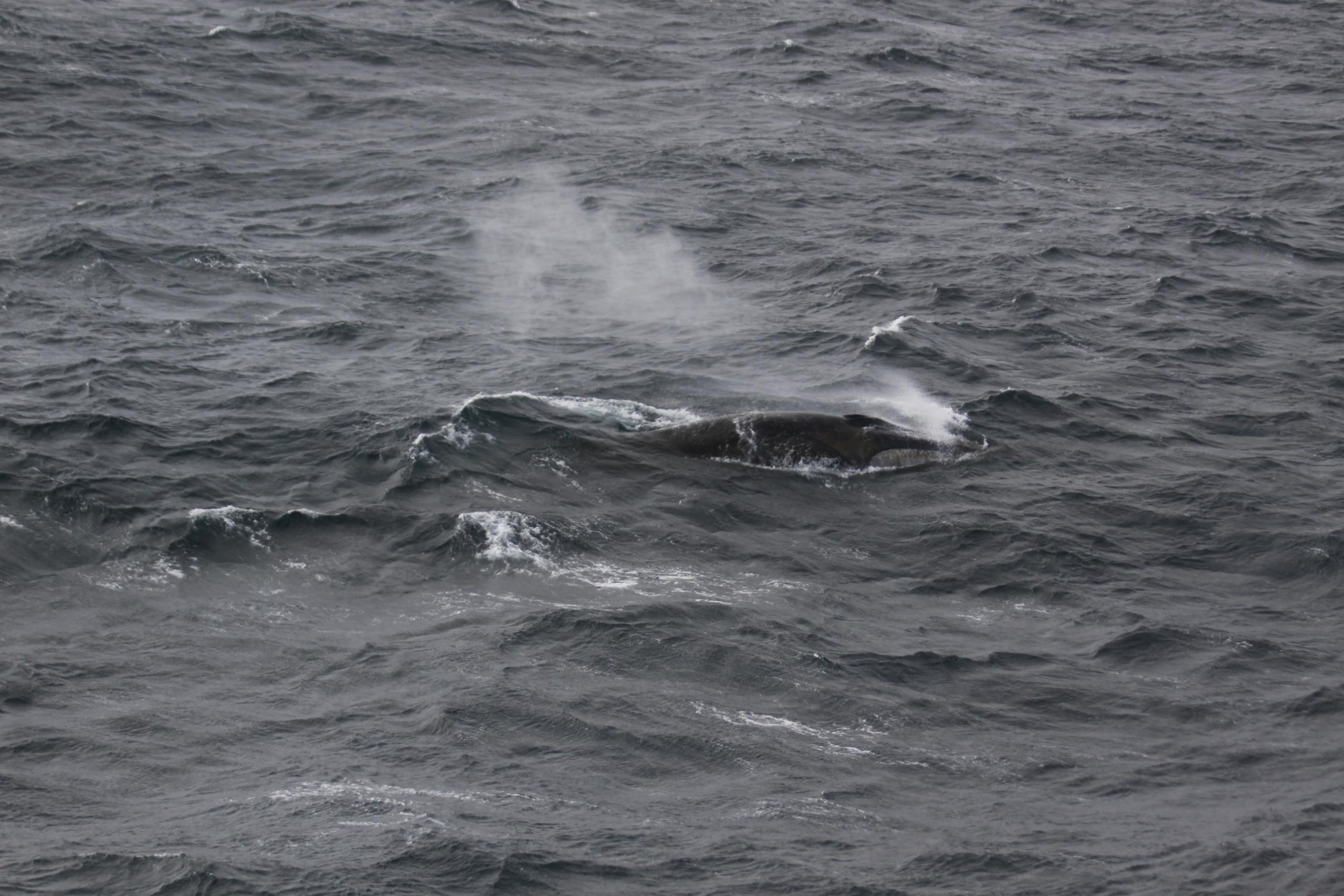 La caza comercial ha reducido las poblaciones de ballenas en un 81%, y eso ha podido tener efectos todavía desconocidos sobre la bomba biológica de carbono, avisa el estudio.. (EFE/Alfred-Wegener-Institut/AWI Ocean Acoustics Group/SOLO USO EDITORIAL)