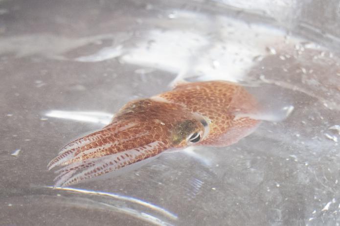 El Laboratorio Marino Kewalo, de la Universidad de Hawai, cría a los calamares para proyectos de investigación de todas partes del mundo.