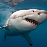 Se registra ataque de tiburón en playa de Long Island