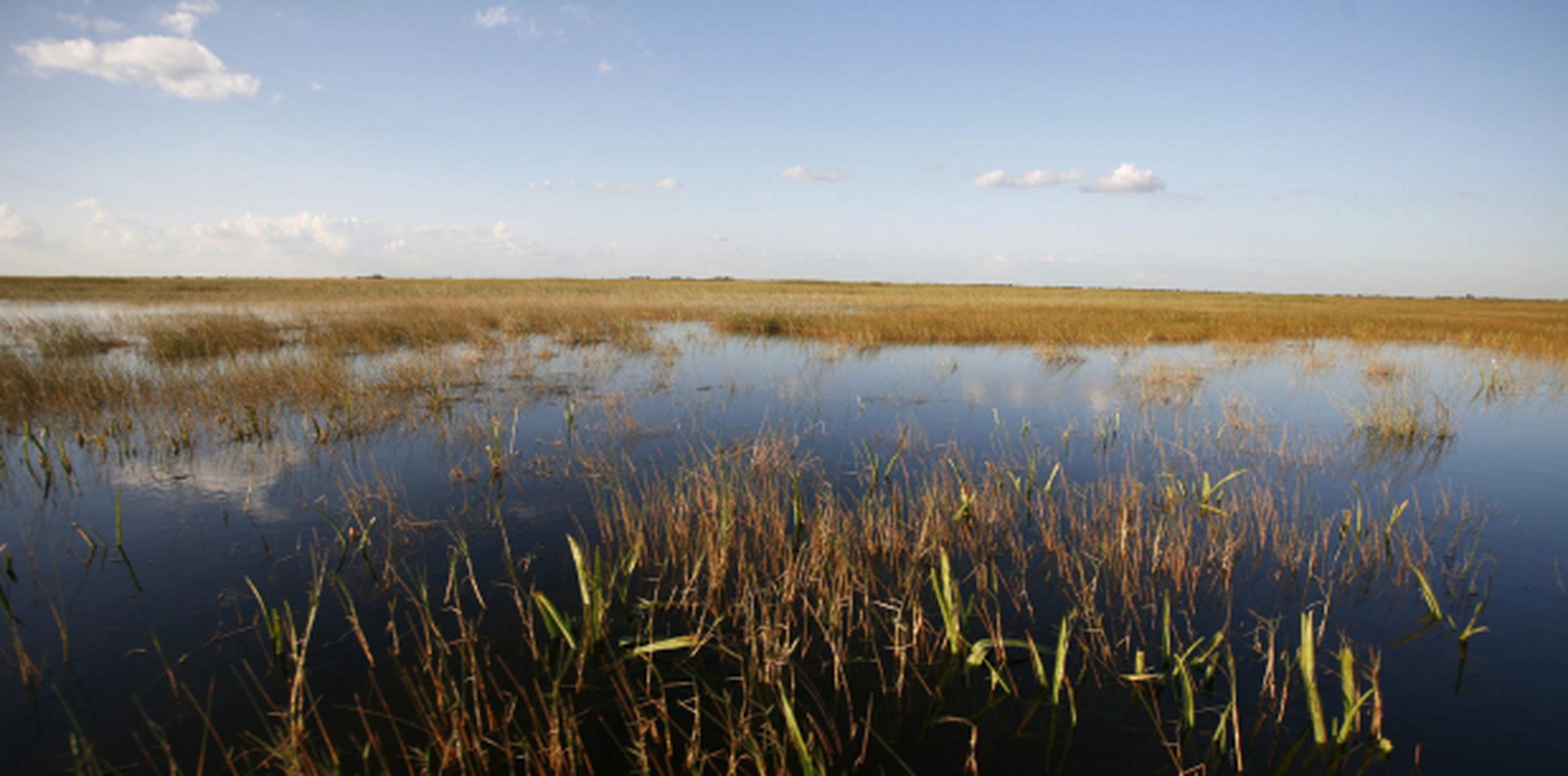 Los Everglades de Florida es la mayor reserva subtropical de Estados Unidos. (Archivo)