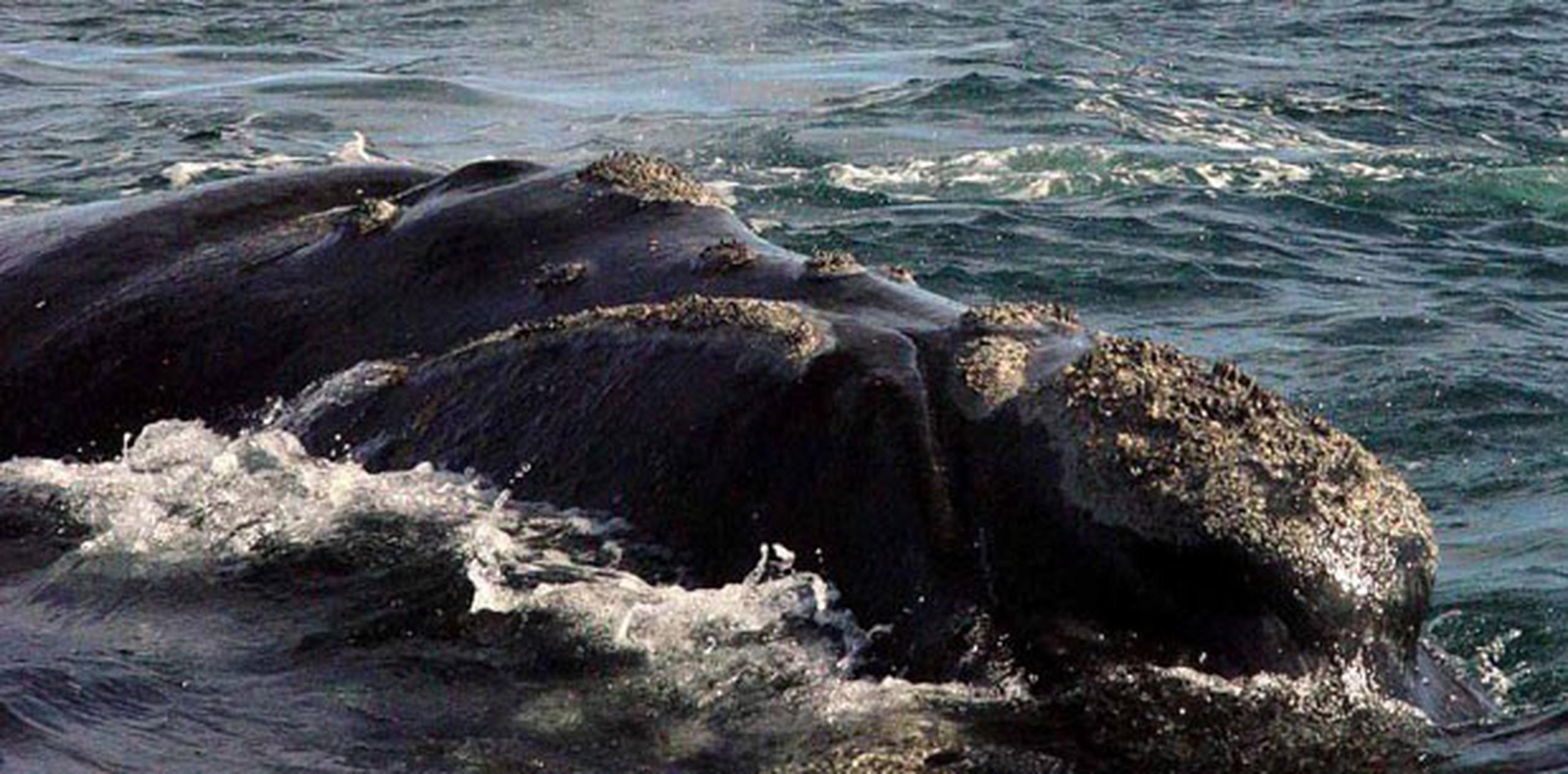 "Esperanza", "Alfonsina", "Antonia" y "Mochita", son algunos de los nombres de las ballenas cuyas vidas han sido estudiadas por los científicos desde hace más de cuarenta años. (Archivo)