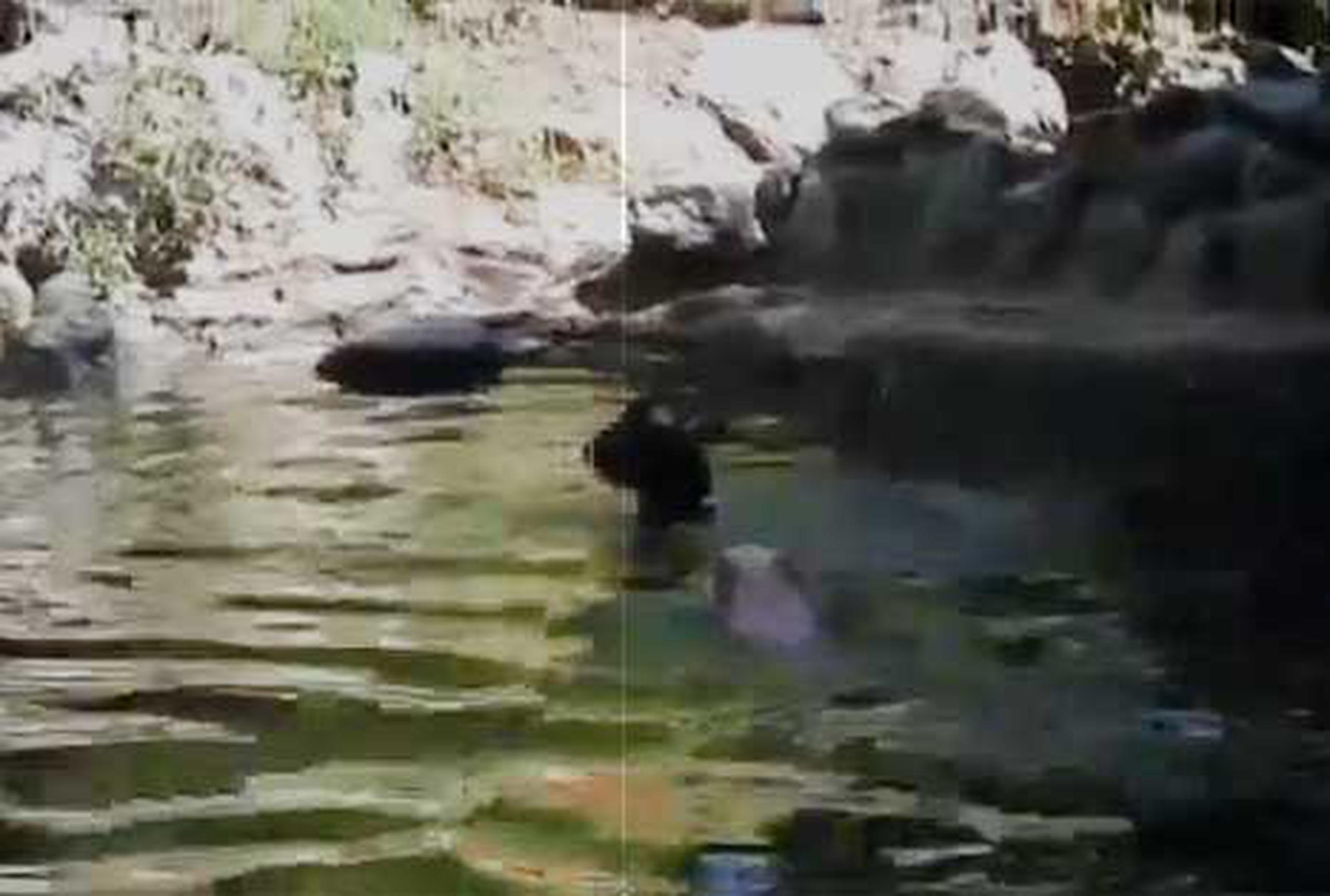 En el vídeo de 30 segundos se ve cuando el cerdito se lanza al agua y va tras la cabra. (YouTube)