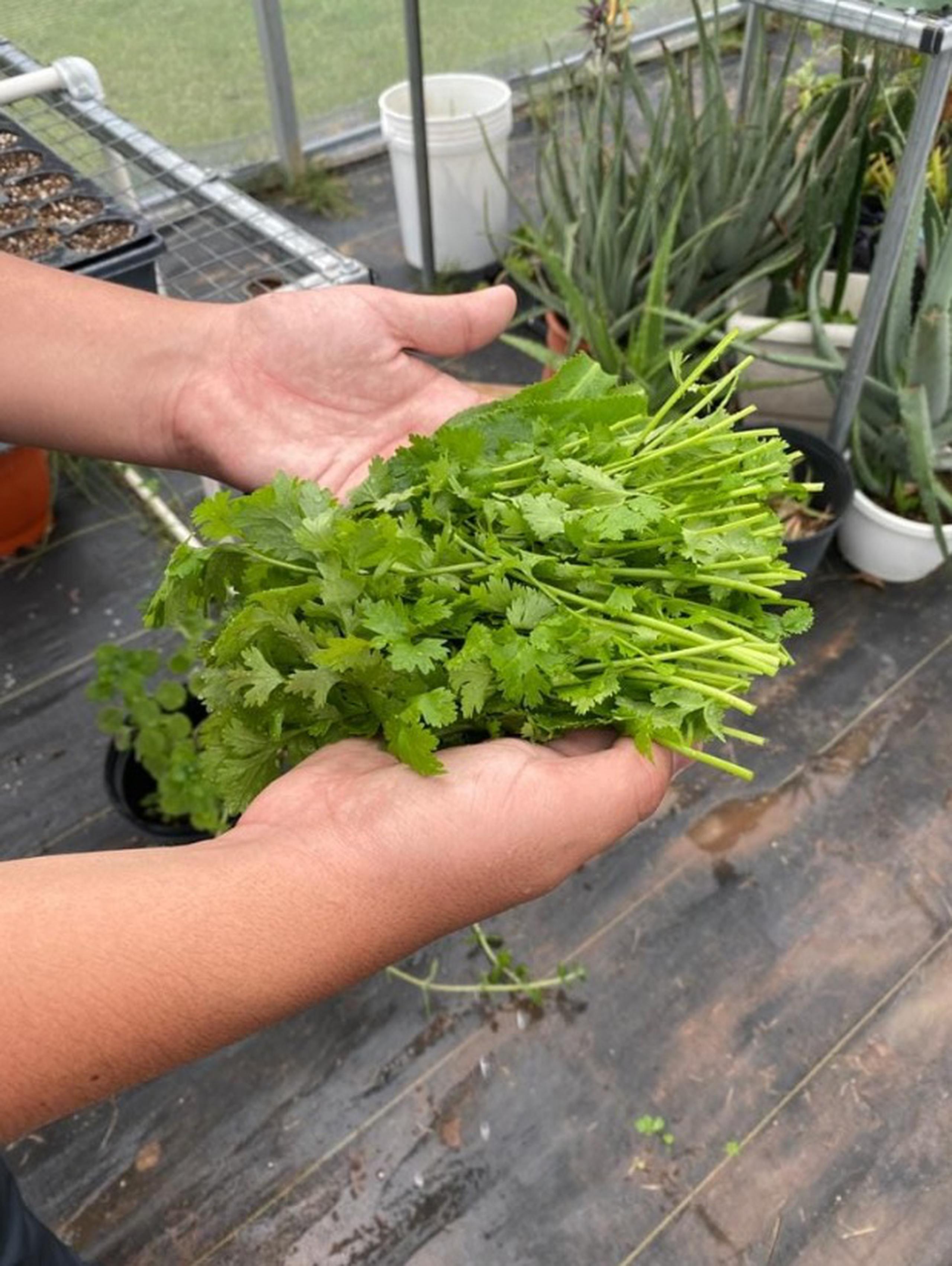 Cultivan varios productos, como el cilantrillo.