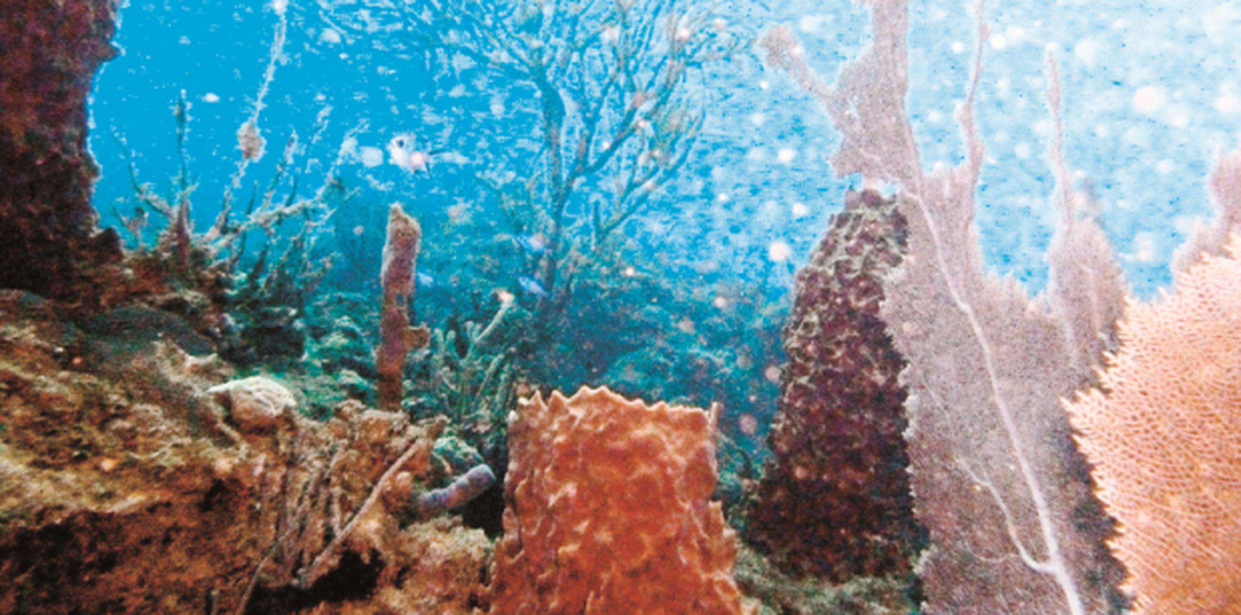 El país asiático contiene aproximadamente el 3% de los arrecifes de corales del mundo. (Archivo)
