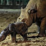 Indonesia celebra el nacimiento de una nueva cría del amenazado rinoceronte de Sumatra 