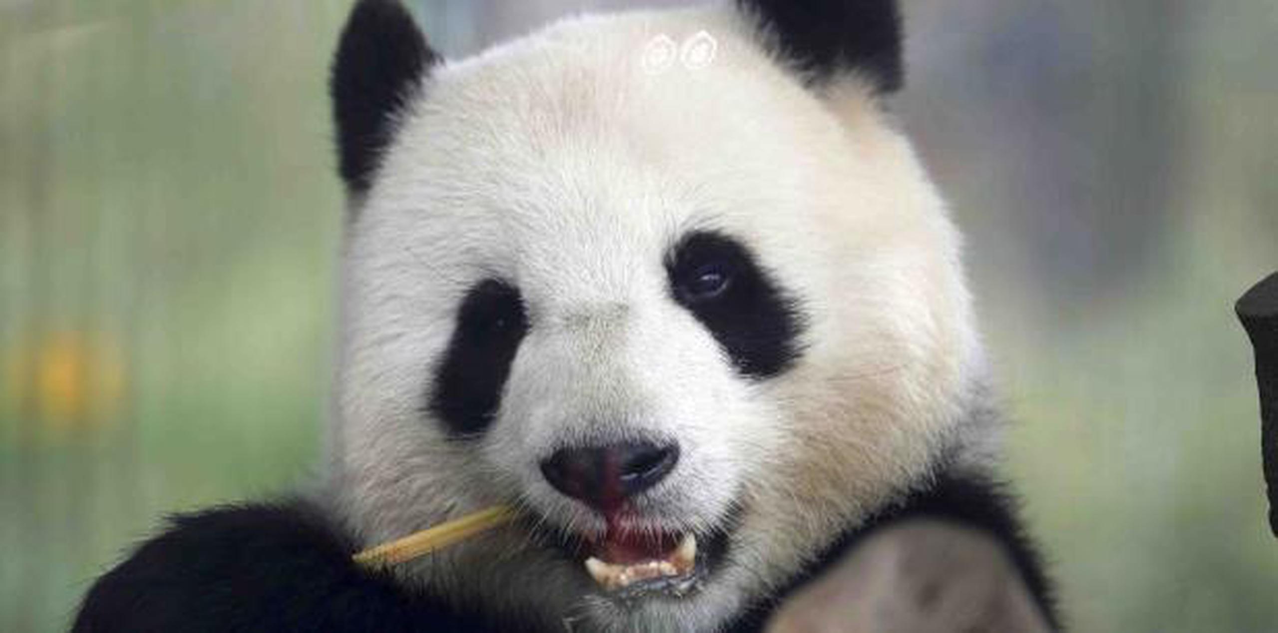 La panda Meng Meng se apareó por primera vez con el oso Jiao Qing en abril y también fue inseminada artificialmente para aumentar las probabilidades de un embarazo.  (AP)