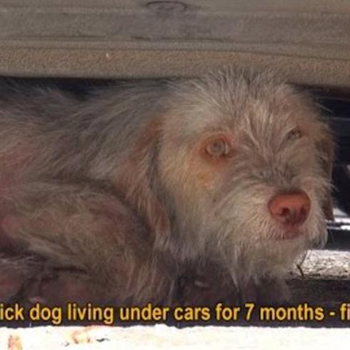 Asombrosa recuperación de perro que vivía debajo de los carros 