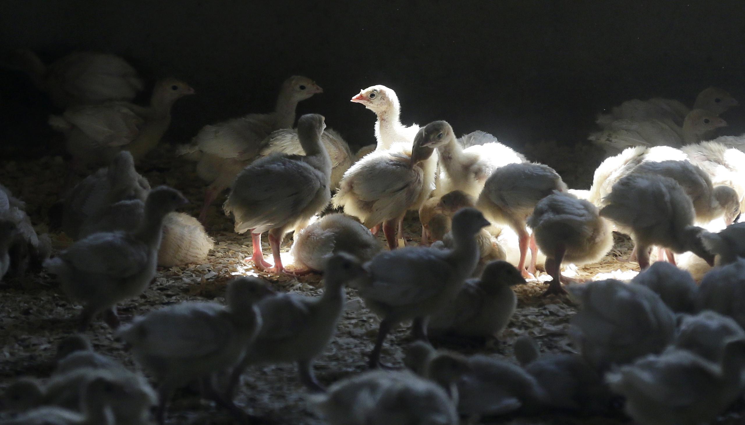 El precio de los huevos llegó a subir 61% y el de la pechuga de pavo 75% entre mayo y julio del 2015.