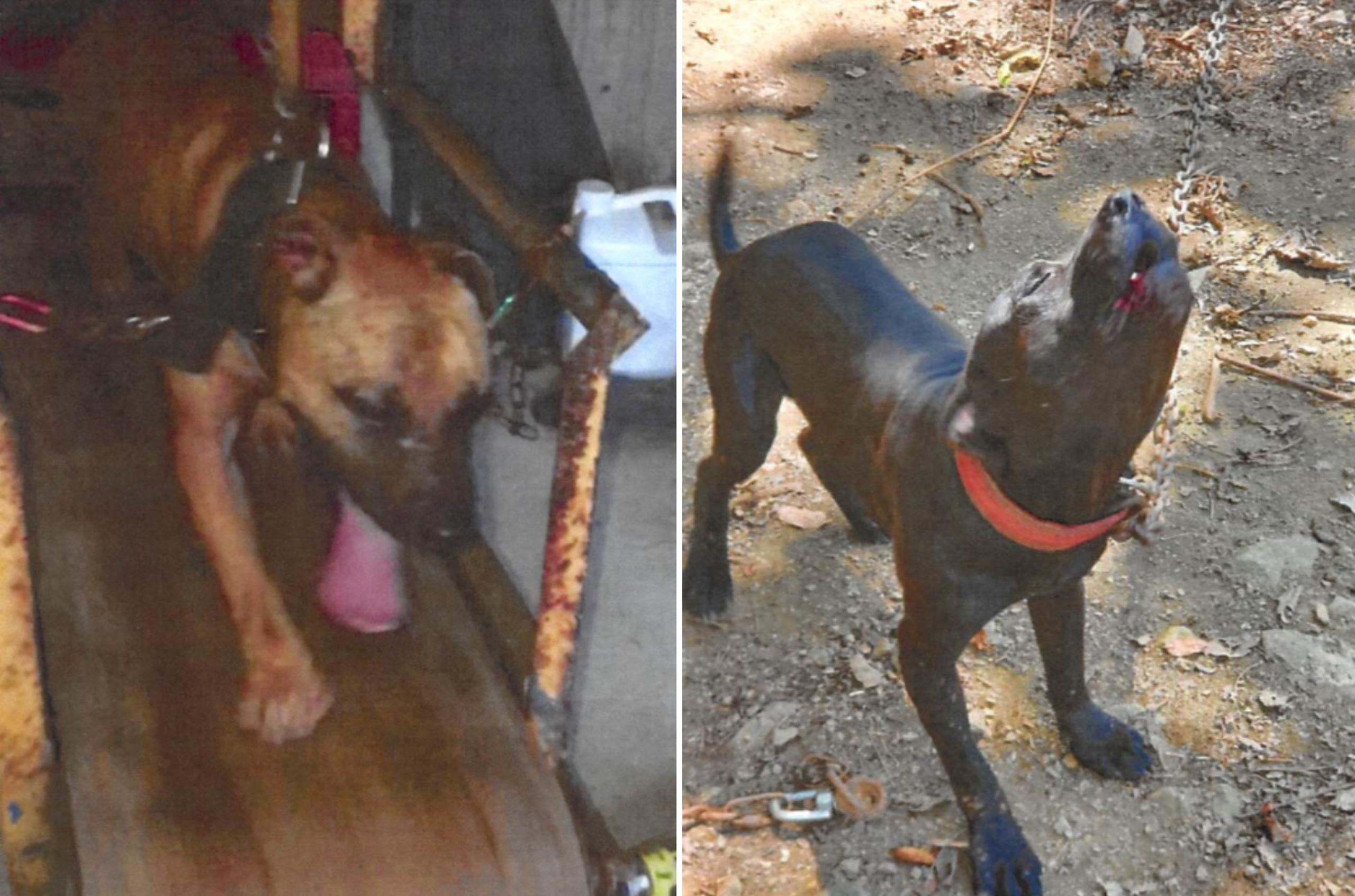 Fotos suministradas por la Fiscalía federal en la acusación contra Antonio Casillas Montero, en la que se observa a un perro en una trotadora y con posibles cicatrices de mordeduras, y otro perro encadenado en una propiedad relacionada al imputado en Humacao.