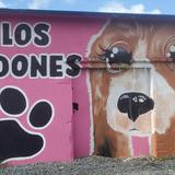 Municipio de Juncos pasa de iniciativa artística a proyecto para un refugio de animales