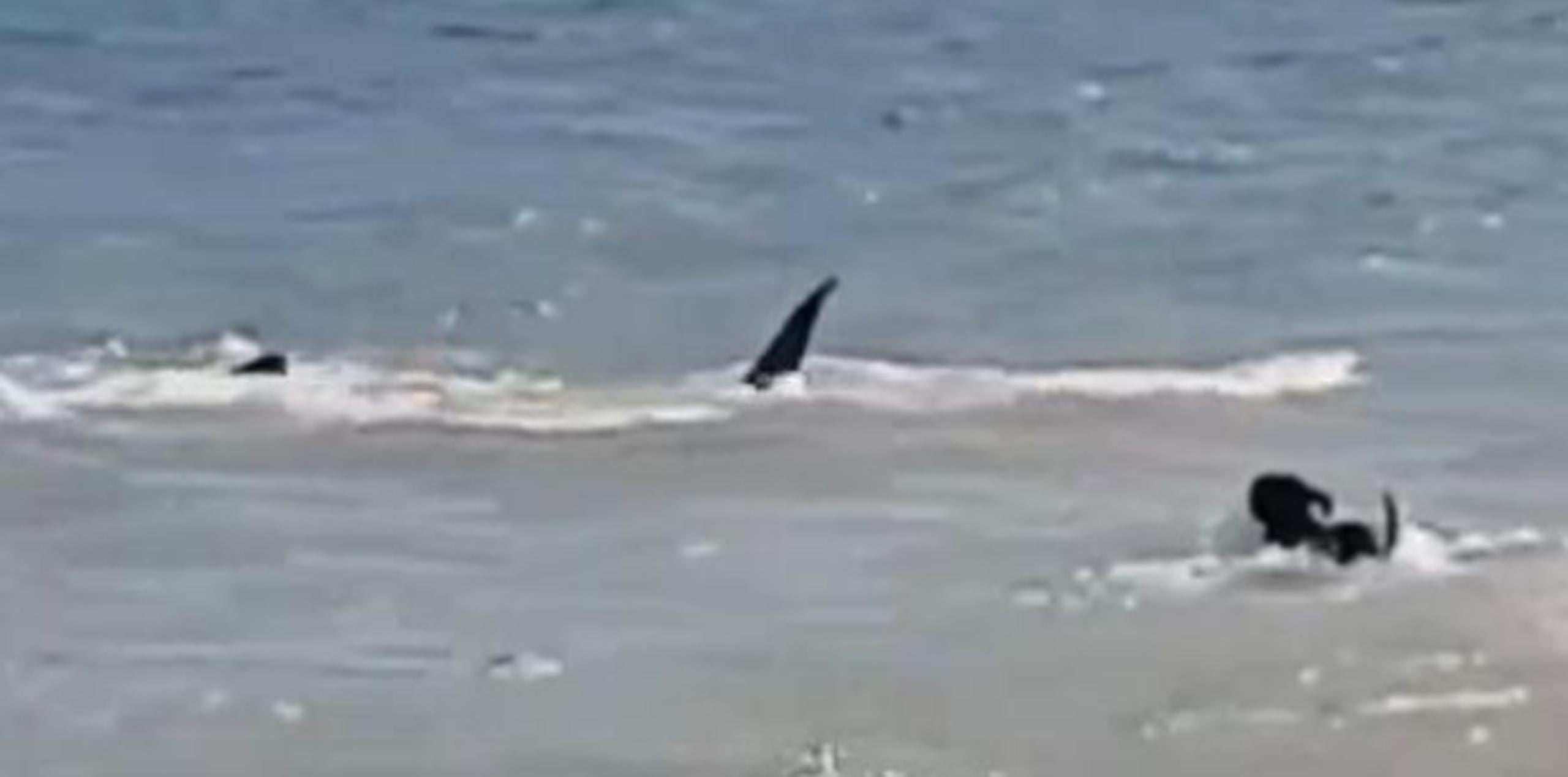 Los tiburones se habían acercado a la orilla de la playa. (Captura / YouTube)
