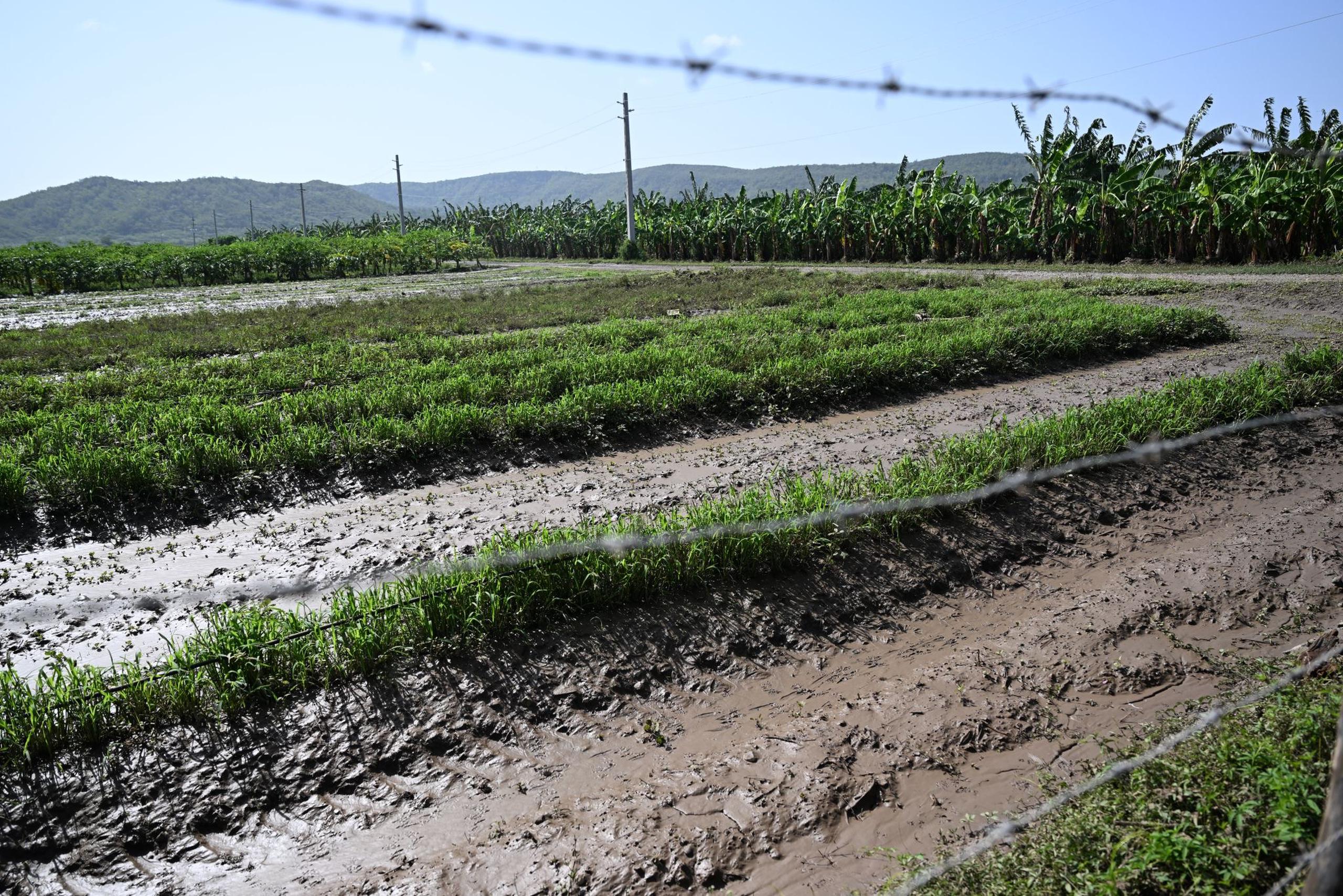 González Beiro exhortó a los agricultores y ganaderos afectados se comuniquen con sus agrónomos de área, directores regionales y aquellos que estén asegurados hagan el debido proceso con la Corporación de Seguros Agrícolas (CSA).