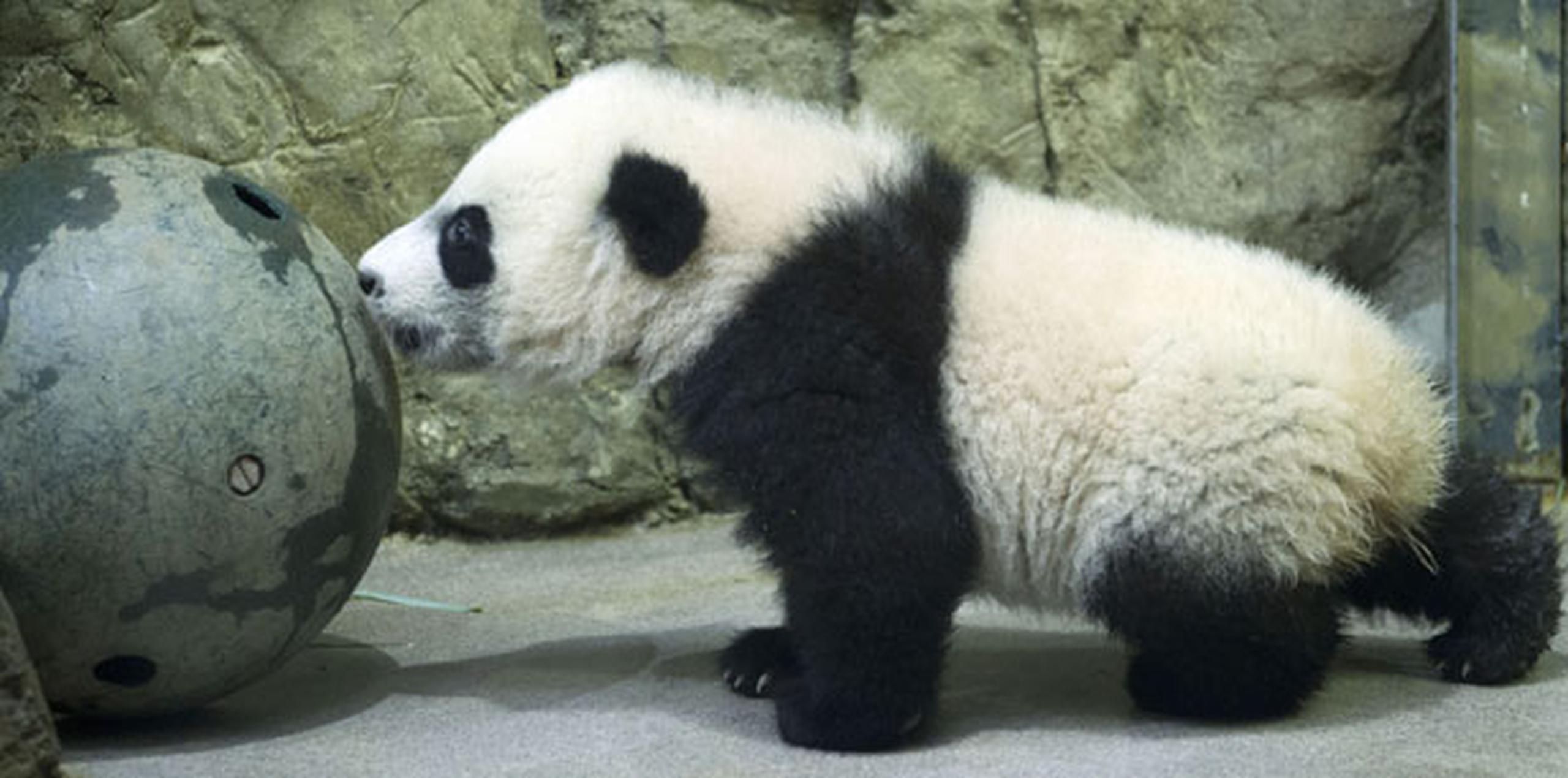 "Bei Bei" es uno de los dos ositos que tuvo en agosto pasado Mei Xiang, una osa panda de 17 años que es uno de los atractivos turísticos de la ciudad. (AP Photo/Jose Luis Magana)
