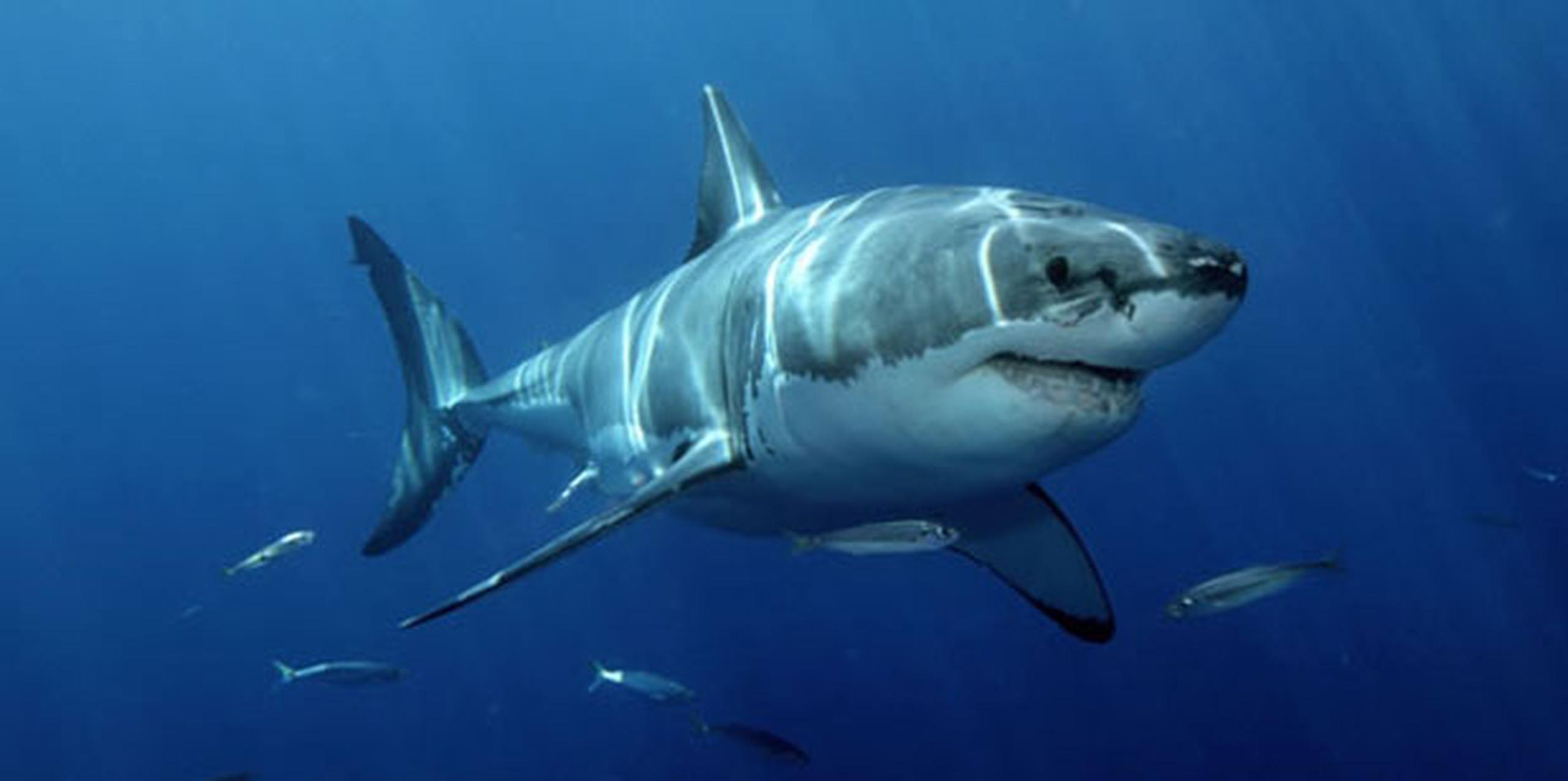 El hombre nadaba a unos 55 metros (60 yardas) de la costa cuando el tiburón lo atacó, dijeron las autoridades. (Archivo)