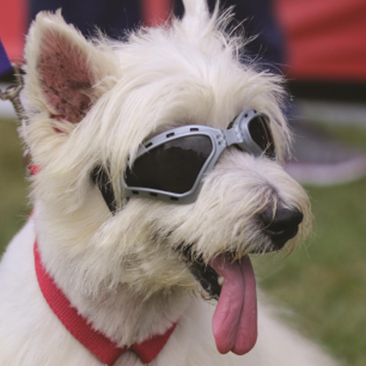 se permiten perros en el parque el dorado