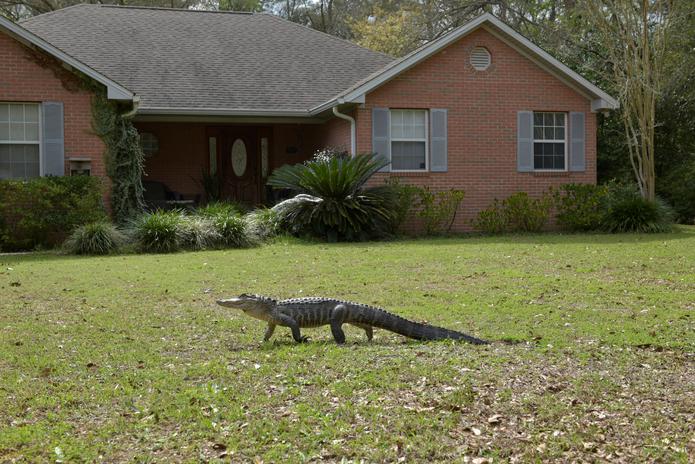 Cocodrilo mientras pasea frente a una casa en Florida. EFE/ Tony Young/ FWC .