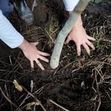 Sembrarán 600 árboles frutales en Paseo Lineal Río Bayamón