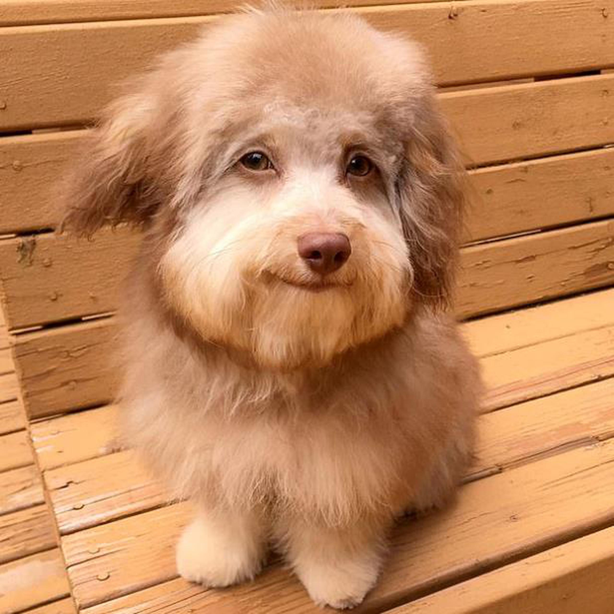 El perro y su expresión adorable han logrado miles de reacciones en las redes.  (Instagram)
