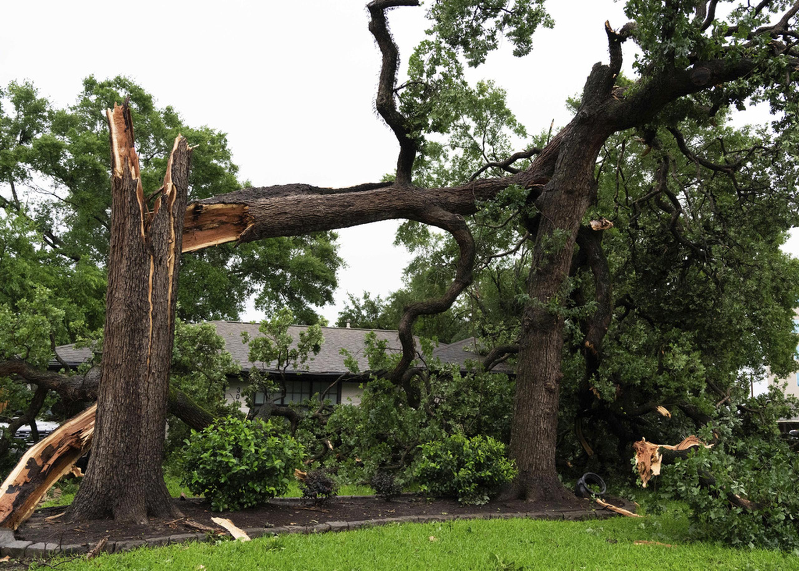 Un gran árbol cayó sobre un automóvil y parte de una casa en Houston.