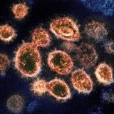 Lo que se sabe de la nueva variante de coronavirus B.1.1.529