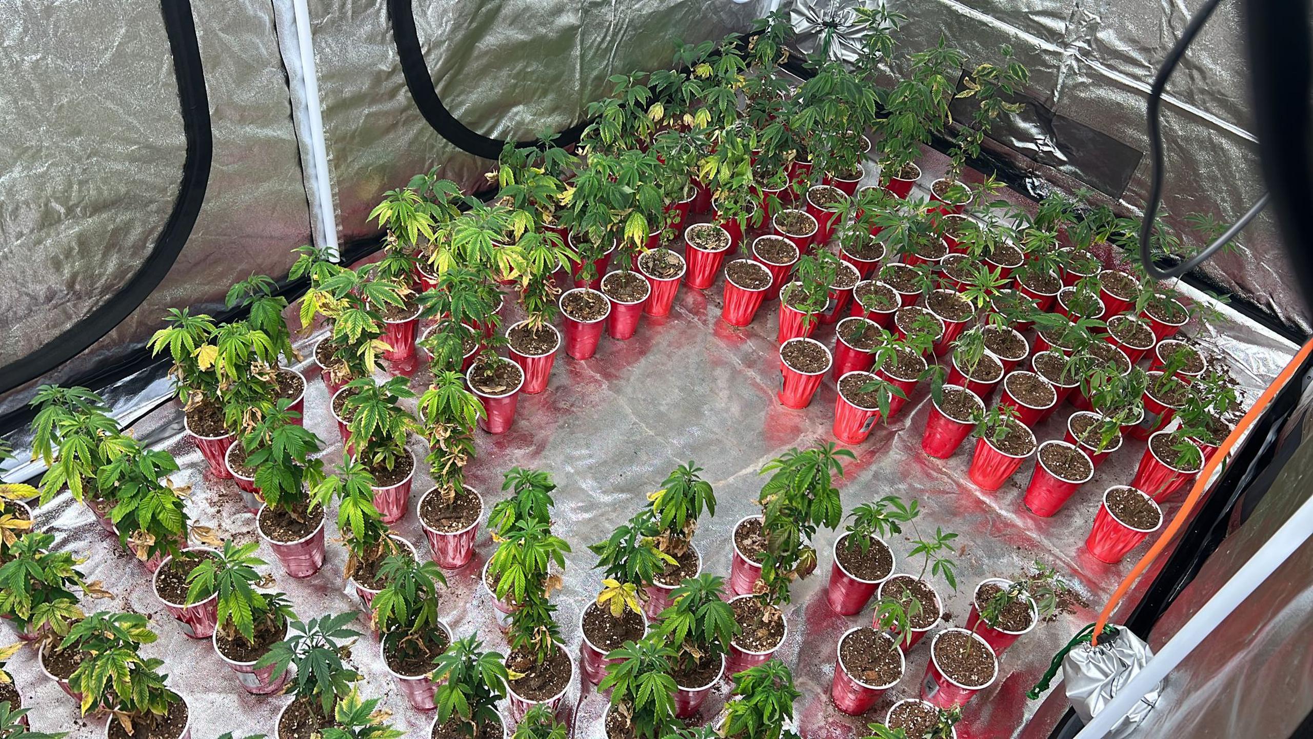 La División de Drogas Metropolitana ocupó más de 500 plantas de marihuana de diferentes tamaños en una residencia de la urbanización Ciudad Universitaria, en Trujillo Alto.