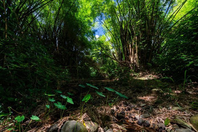 La Pitahaya se encuentra en la zona de vida del bosque húmedo subtropical y cumple un rol muy importante como zona de amortiguamiento del Bosque Nacional El Yunque.
