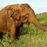 Electrocución de elefante en Sri Lanka causa preocupación
