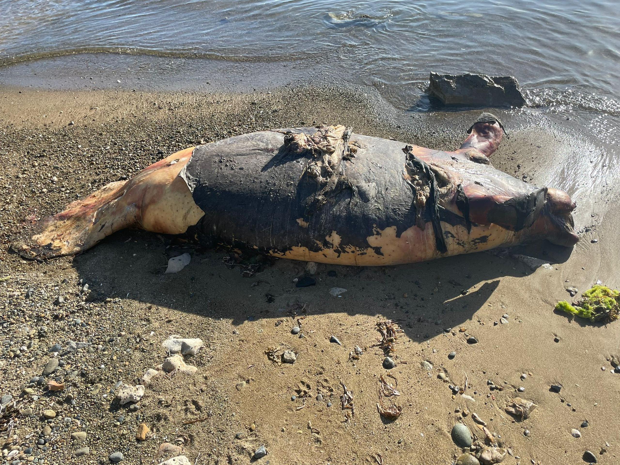 El manatí adulto murió al ser impactado por una embarcación, según informó el Departamento de Recursos Naturales.