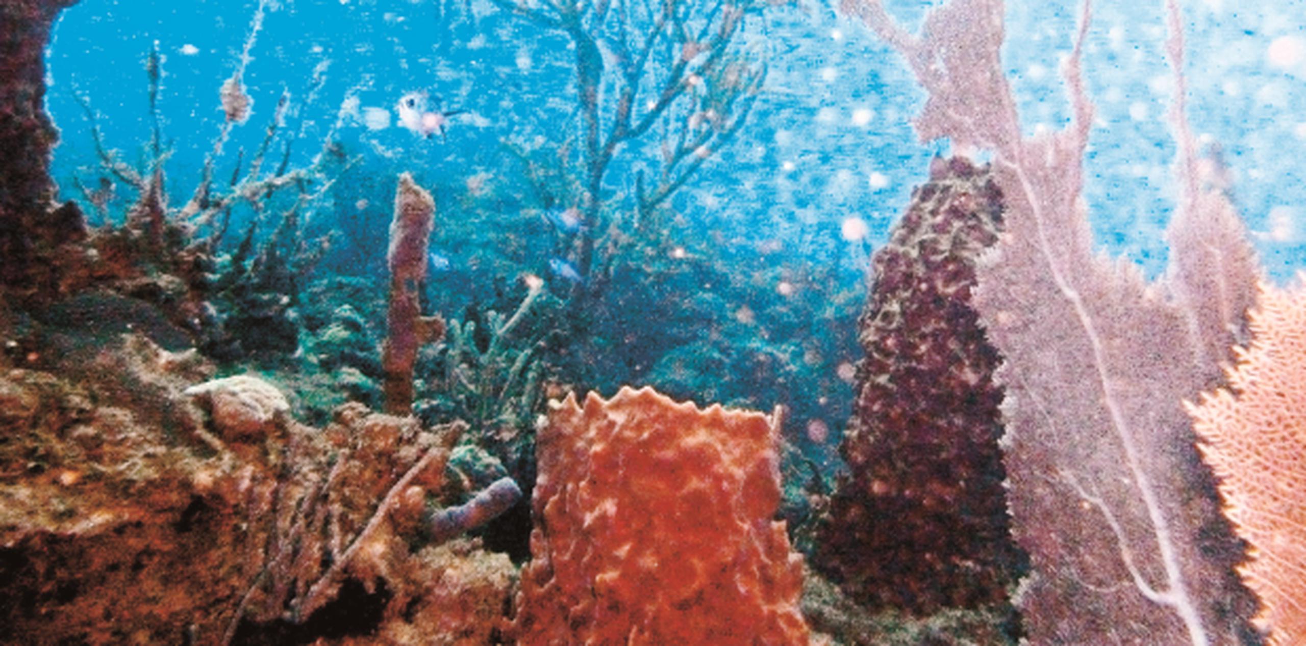 Luego del paso de Irma, las labores de reparación en las llamadas "selvas del mar" se concentraron en pegar 5,000 fragmentos de arrecifes vivos que fueron afectados. (Archivo)