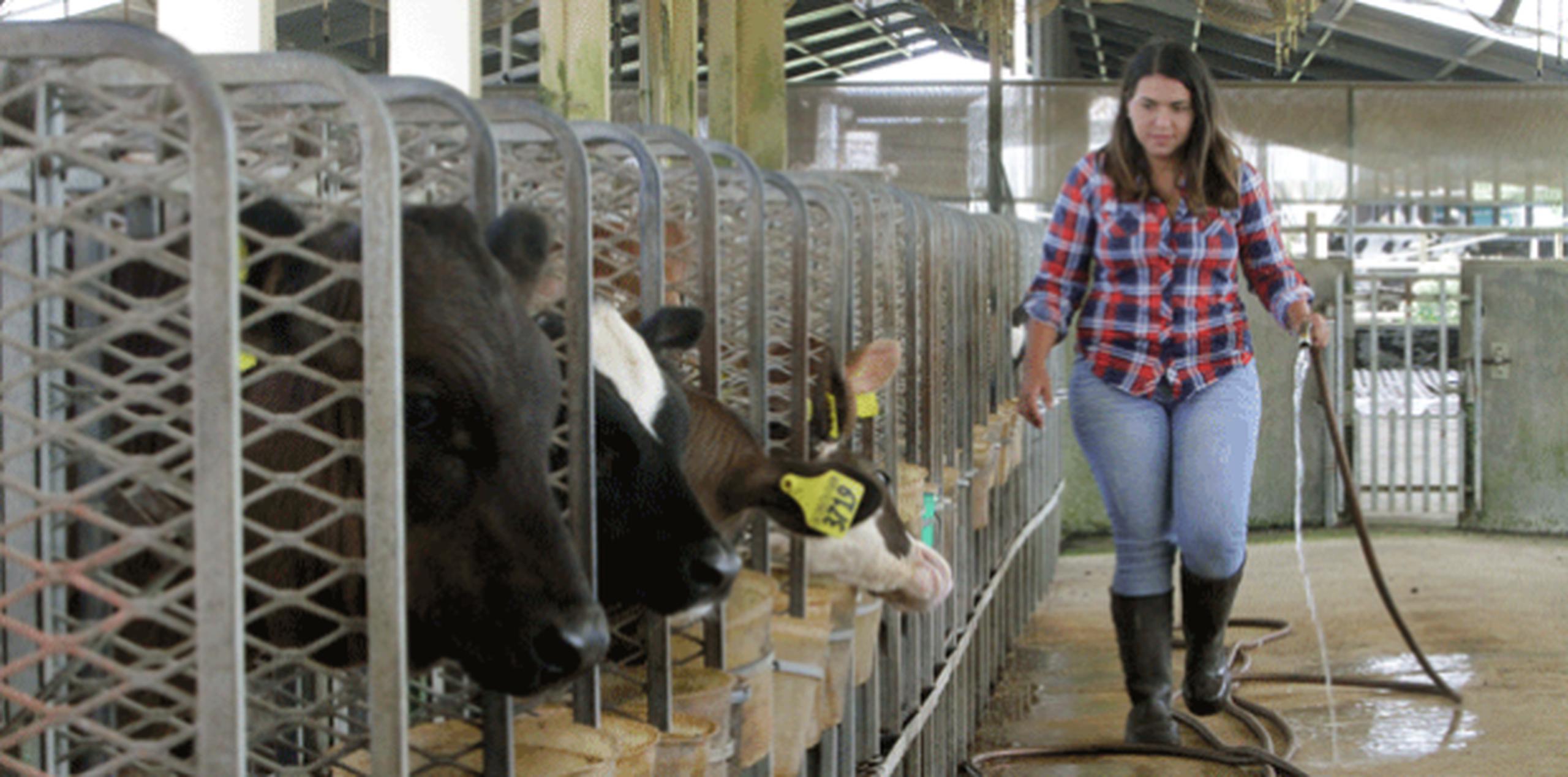 Para Gretchen Colón Suau, el futuro de la agricultura en Puerto Rico se ve bien aspectado, gracias a una nueva generación de puertorriqueños que están apostando a la tierra. (Para Suroeste / Gerardo Castillo)