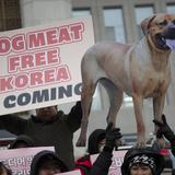 Parlamento surcoreano aprueba ley para vetar la producción y venta de carne de perro