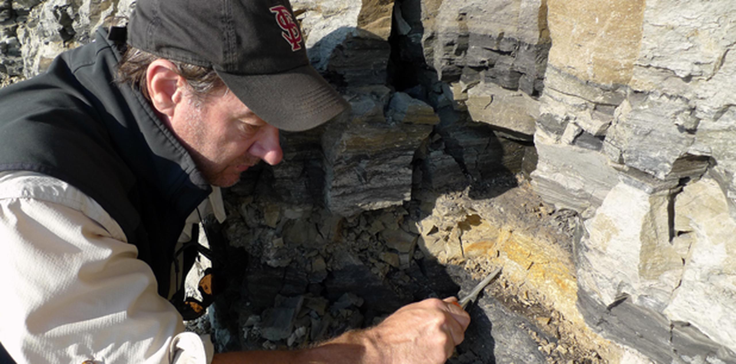 Los científicos del museo han excavado y catalogado mapas de 6,000 huesos de la especie, más que de cualquier otro dinosaurio de Alaska. (AP)