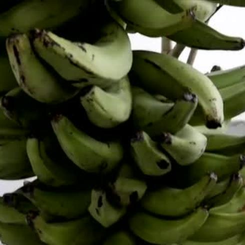 Mata de plátano da 140 frutos