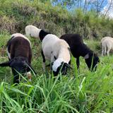 Hurtan siete ovejas de una finca en Coamo 
