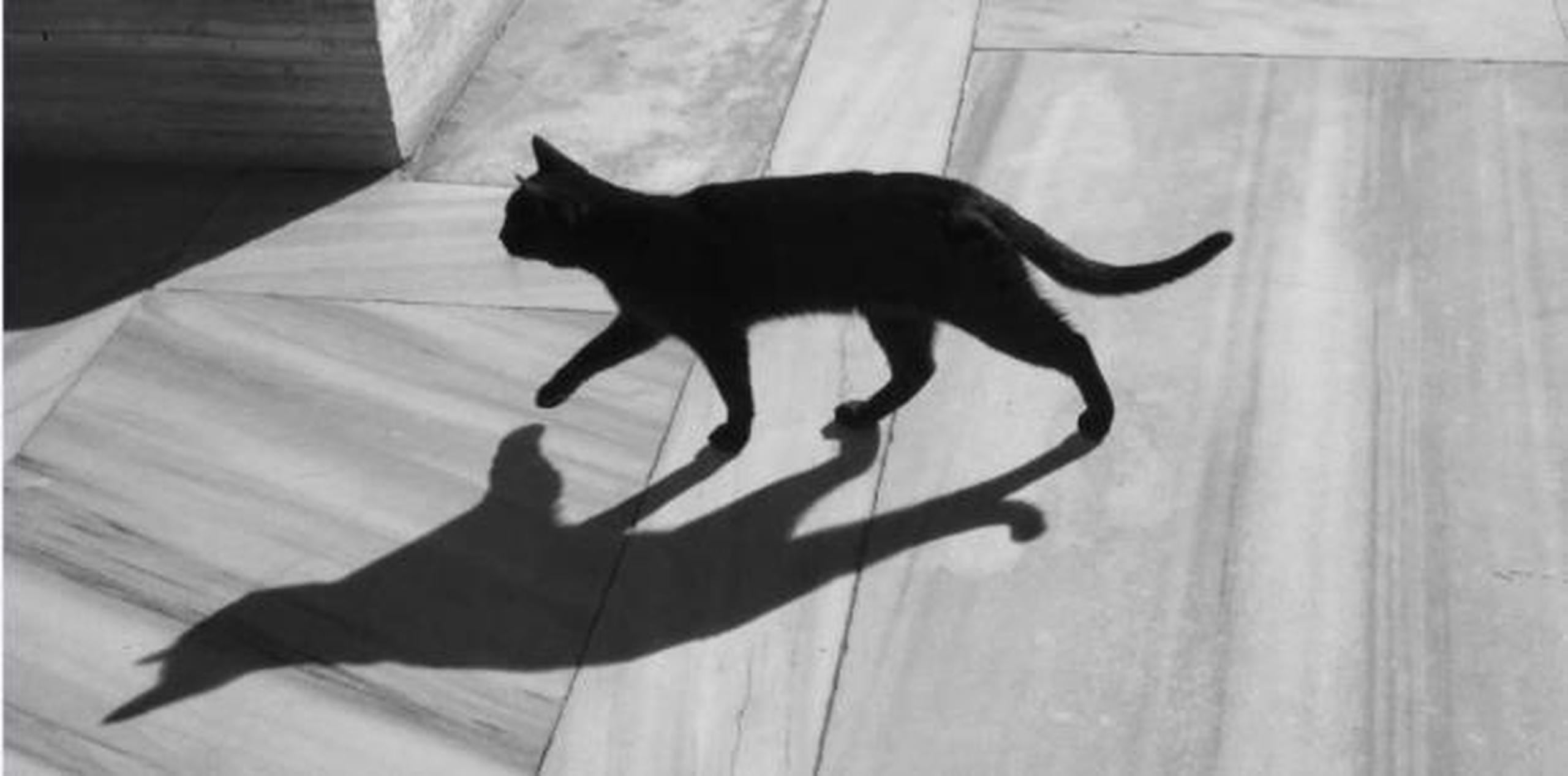 El color negro se produce de forma natural en gatos, así como también en perros, debido al melanismo, que es básicamente lo opuesto al albinismo. (Archivo)