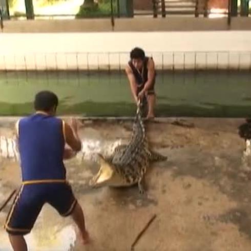 Las "corridas" de cocodrilos siameses en las granjas de Tailandia   