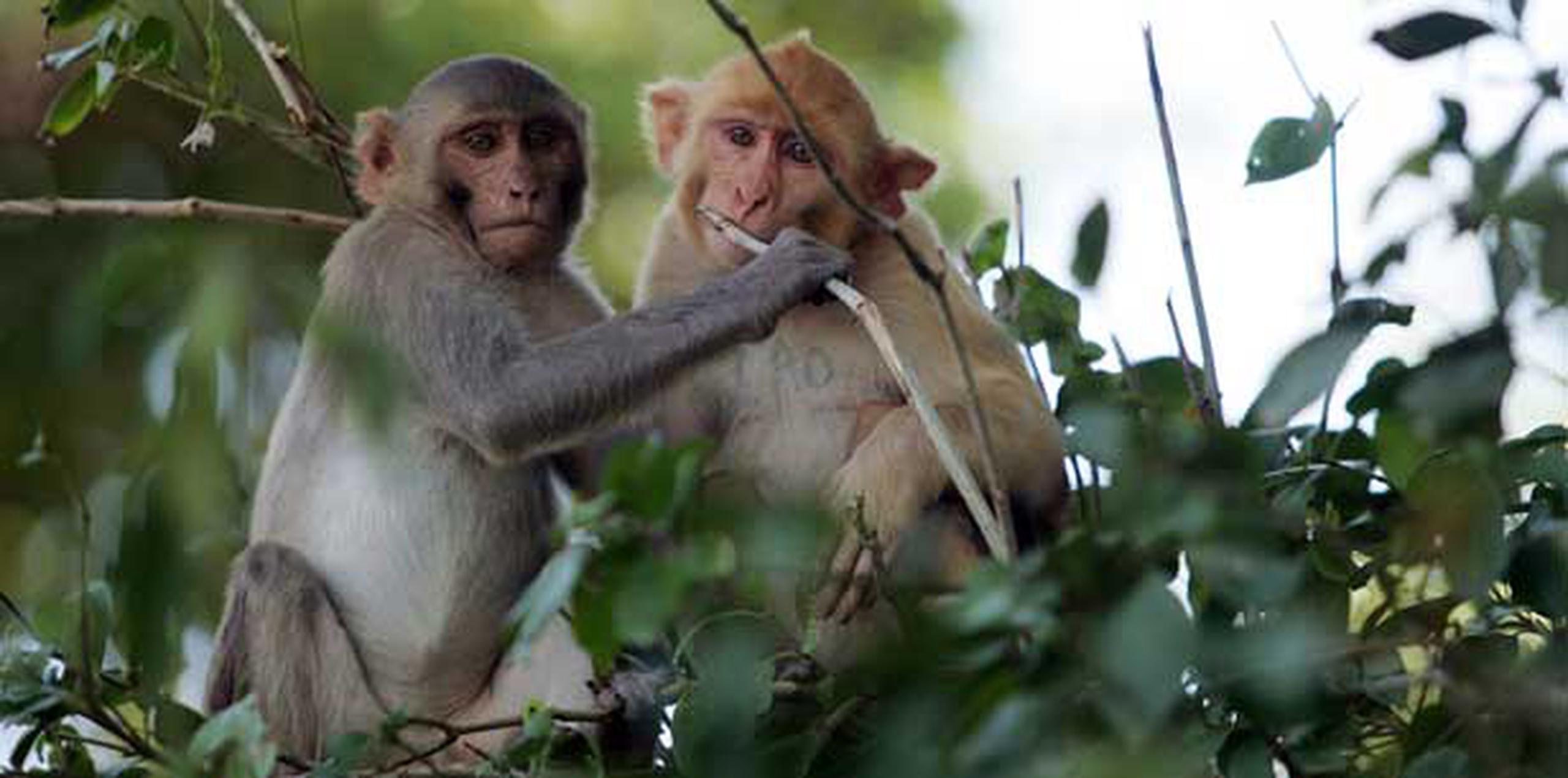 Entre los primates, aproximadamente 25% de las especies son socialmente monógamas.  (Archivo)