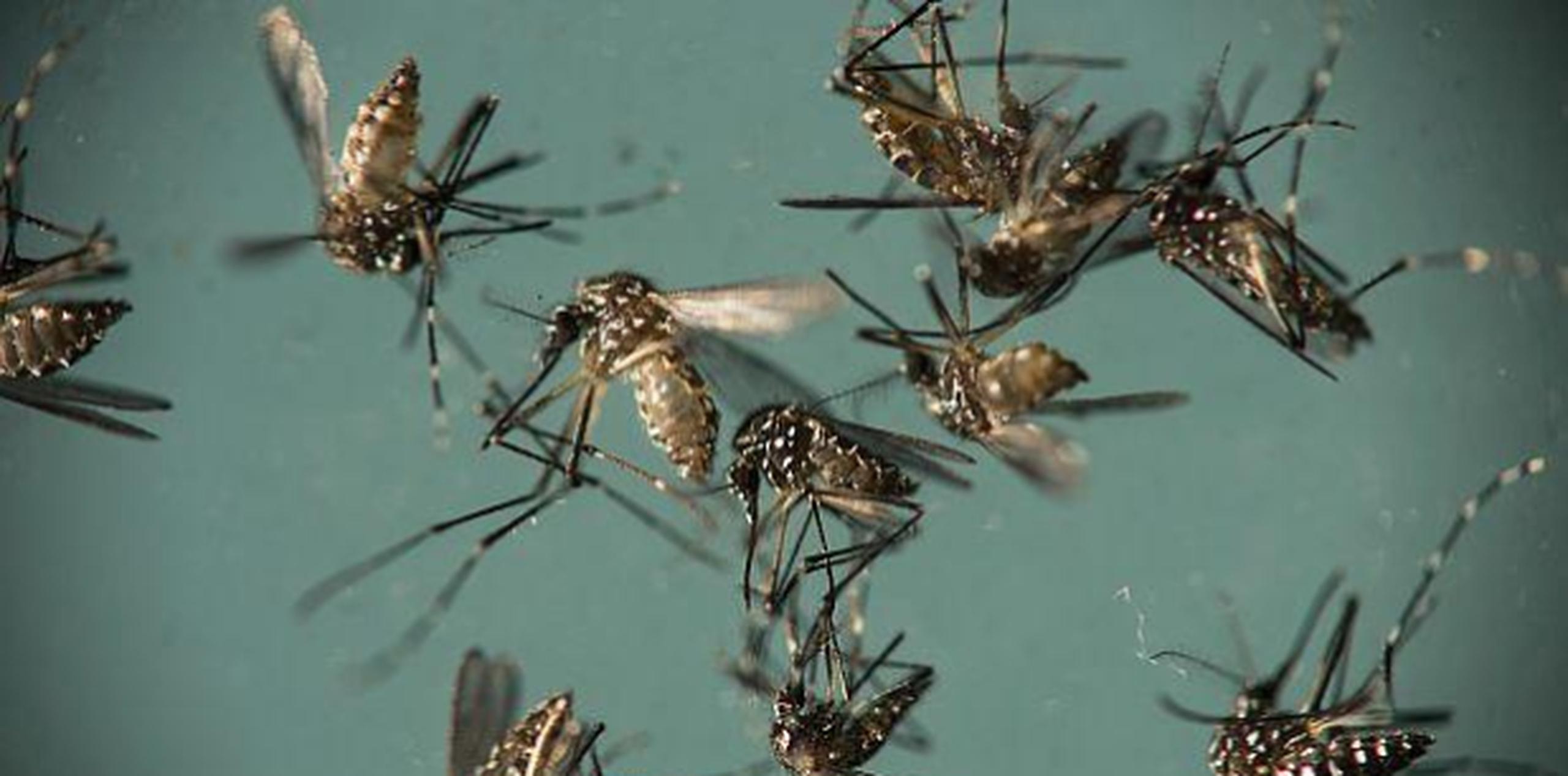 El zika se transmite principalmente por la picadura del mosquito 'Aedes aegypti'. (GDA)