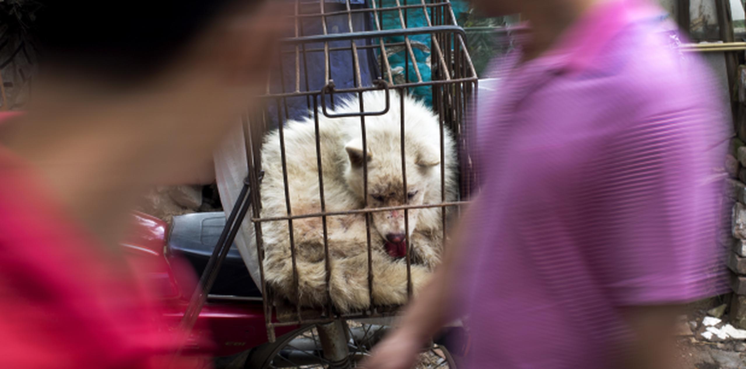 Las jaulas con perros y gatos se amontonaban desde ayer en el mercado Dashichang en Yulin, preparados para ser el plato estrella hoy. (AP/Andy Wong)