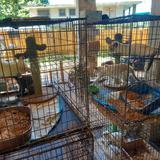 Rescatan a un centenar de gatos durante allanamiento en Añasco 