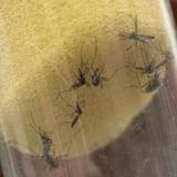 Aumentan las muertes por dengue en Paraguay 